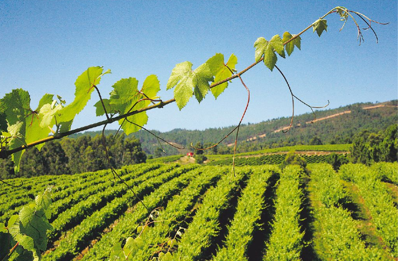 Vineyard rows in Rías Baixas with Albariño vines